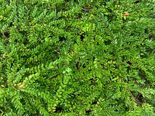 Obraz premium Green leaves of Monstera philodendron plant growing in wild, the tropical forest plant, evergreen vines abstract color on dark background.