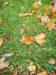 yellow autumn leaves on green grass