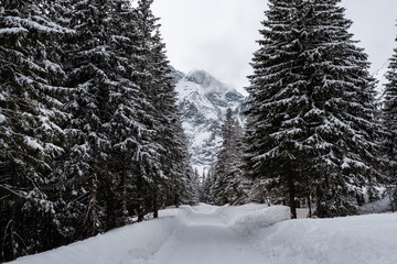 winter mountain road passes through the forest, snow-capped mountain peaks.