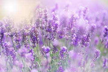 Fototapeta na wymiar Beautiful violet lavender field with sun light