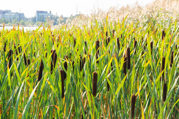 Typha (reed) on the shore of Tilkanniitty (Tilkka Meadow) Park, Helsinki, Finland © hivaka