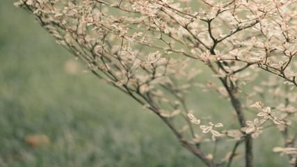 Soft focus pink small leaves Japan Style