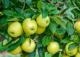 Close up ripe green apples on a tree on a sunny day. Golden Delicious Apple trees with ripe fruits in garden. Ripe fruits in orchard ready for harvesting. Spain, Catalunya.