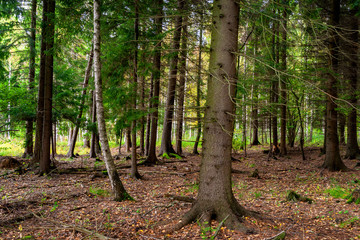 Jesień w Puszczy Knyszyńskiej, Podlasie, Polska