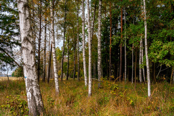 Jesień w Puszczy Knyszyńskiej, Podlasie, Polska