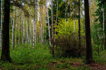 Jesień w Puszczy Knyszyńskiej, Podlasie, Polska