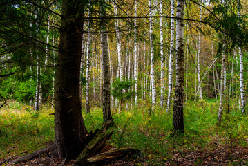 Jesień w Puszczy Knyszyńskiej, Podlasie, Polska