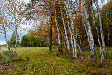 Fototapeta premium Jesień w Puszczy Knyszyńskiej, Podlasie, Polska