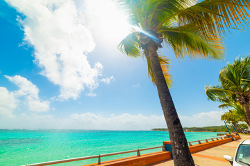 Palm trees in Sainte Anne seafront in Guadeloupe