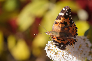 Schmetterling auf Blume
