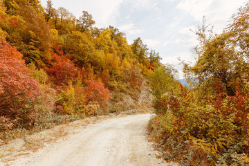 Autumn forest with country road at sunset. Colorful landscape with trees, rural road, orange and red leaves. Travel. Autumn background. Amazing forest with vibrant foliage in the evening