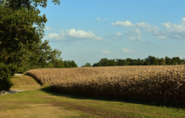 Landscape photo of a cornfield ready for harvest