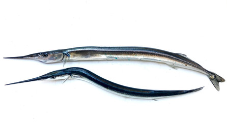 Fresh raw needlefish against white background. Needlefish or long toms are piscivorous fishes primarily associated with very shallow marine habitats or the surface of the open sea.
