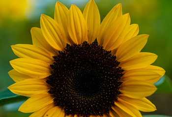 Obraz premium sunflower on black background of blue sky