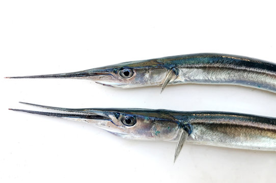 Fresh raw needlefish against white background. Needlefish or long toms are piscivorous fishes primarily associated with very shallow marine habitats or the surface of the open sea.