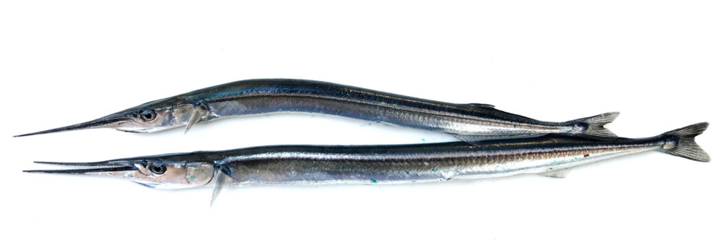 Fresh raw needlefish against white background. Needlefish or long toms are piscivorous fishes primarily associated with very shallow marine habitats or the surface of the open sea.
