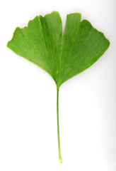 Green Ginkgo Biloba Isolated On White Background