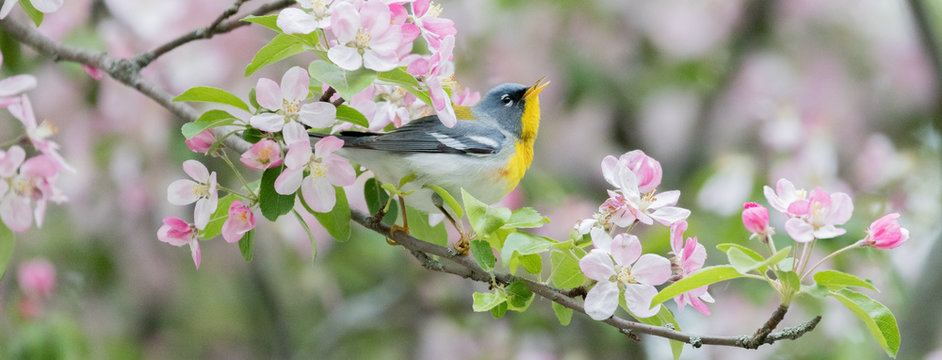 Northern Parula Warbler