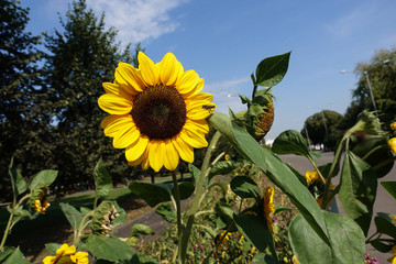 Sunflower garden. Sunflowers have abundant health benefits. Sunflower oil improves skin health and promote cell regeneration.