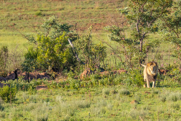 A male lion marking territory on a bush ( Panthera Leo), Wegevonden Game Reserve, South Africa.