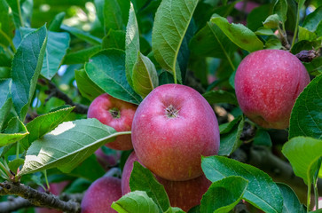 Close up of Red Delicious apples on branch with green leaves. Ripe fruits in orchard ready for harvesting. Tree with ripe fruits in a garden in Spain. Red apples, healthy organic food. 