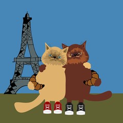 nica cats in Paris