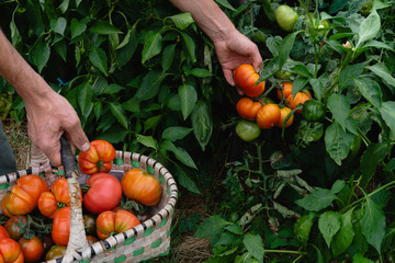Man hand gathers ripe tomatoes in organic garden in basket.