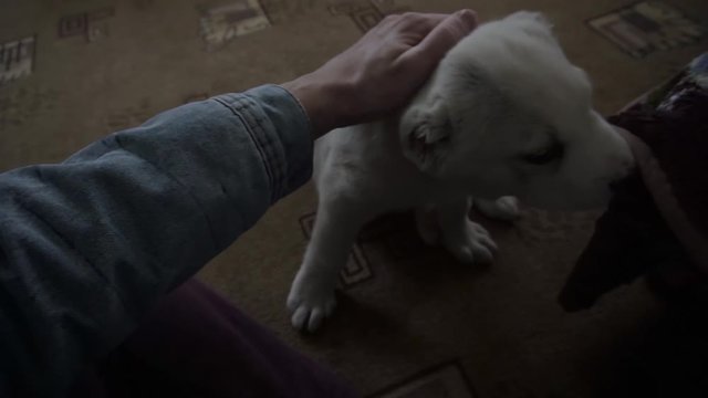 guy stroking the head of a dog alabai