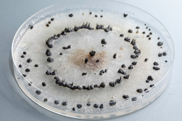 A closeup and high angled view of an agar dish containing a sample of Botrytis cinerea, a fungal...