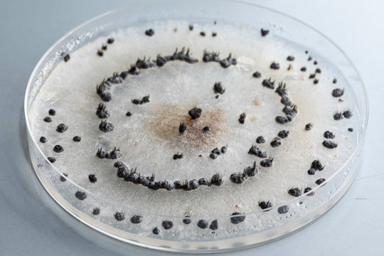 A closeup and high angled view of an agar dish containing a sample of Botrytis cinerea, a fungal disease which is found on plants and fruits, most commonly associated with the infection of grapes.