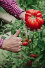 Beautiful big red ribbed tomato in hands