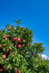 Red Delicious Apple tree with ripe fruits on a sunny day on blue sky background. Ripe fruits in orchard ready for season harvesting. Harvesting red apples in Spain.