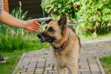 Owner strokes  German shepherd on stone walkway