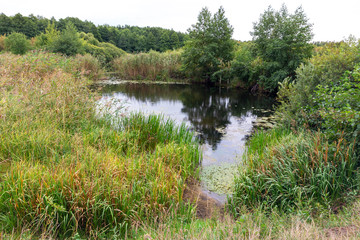 The image of a forest lake with wild vegetation on the banks.