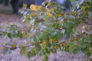  colorful autumn leaves