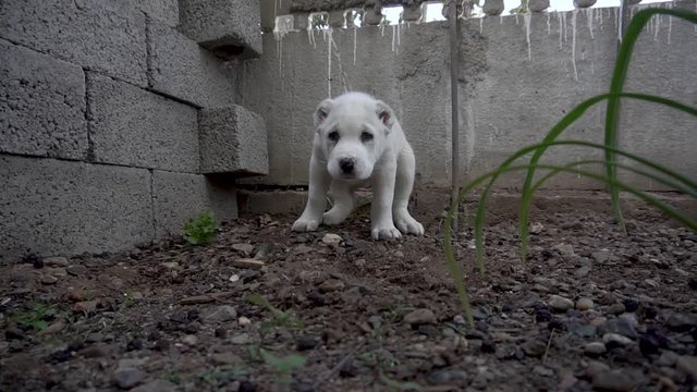 dog alabai pooping on the street