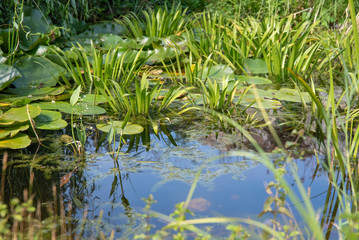 Little pond with sky and clouds reflection