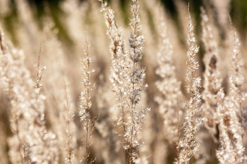 Fototapeta premium Background image of dry, Golden grass in the sunset light of sunlight.