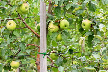 Close - up of green, ripe apples growing on a tree branch in the garden.