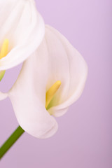 Beautiful flower calla with beautiful neon light on a pink background.
