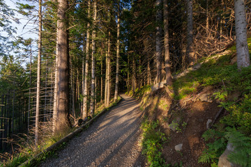 forest trail in the evening, in Europe