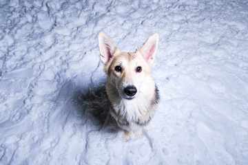 Mongrel dog sitting on snow of white light eyes against the background of a polar winter night