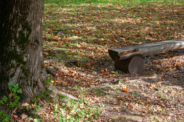 A solid log bench stands near a tree trunk in a clearing. The yellow foliage fell from the tree and lay among the green grass. Shadows on a sunny day next to a park bench in the fall.