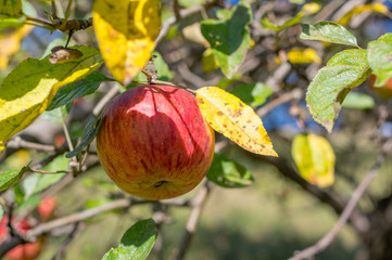 Organic ripe apples on branch.