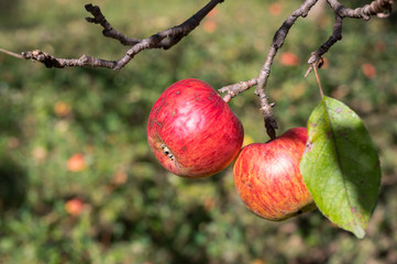 Organic ripe apples on branch.