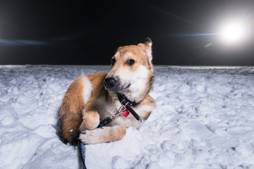 Mongrel dog lying on snow of white light eyes against the background of a polar winter night