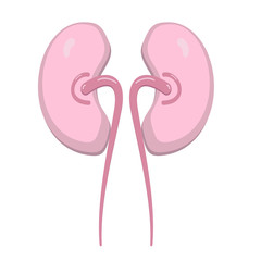Fototapeta premium Vector illustration of the kidney cancer
