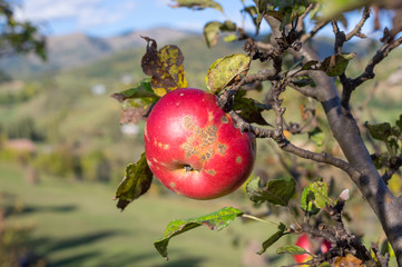 Organic ripe apples on branch.