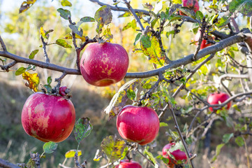 Organic ripe apples on branch.