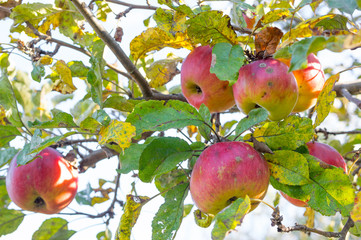 Organic ripe apples on branch.